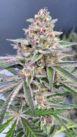 Pink Leche ( feminized )