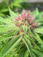 Pink Leche ( feminized )