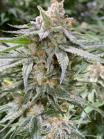 Twisty Delight ( feminized )