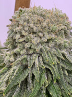 Twisty Delight ( feminized )