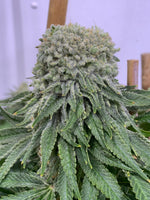 Twisty Delight ( feminized )