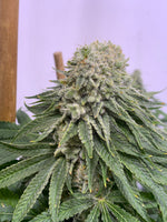 Twisty Delight ( feminized )