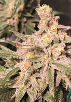 Auto flower Sweet Tart ( feminized )